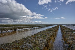 Woodstown Beach, Waterford, Ireland. long oyster beds. crops at sea. food production.