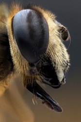 Tongue of a hover fly (focus stacking) - Extreme macro