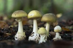 The death cap (Amanita phalloides) is a deadly poisonous mushroom that causes the majority of fatal mushroom poisonings