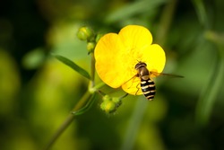 bee on a Buttercup flower (Hover fly)