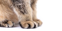 Close-up of fluffy paws of golden scottish fold cat