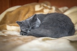 Portrait of a sleeping cat with bright orange eyes, British shorthair breed, blue.