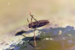 Aquatic insect Hemiptera Notonecta glauca close-up swimming