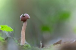 Deceiver Mushroom Laccaria amethystine in close view