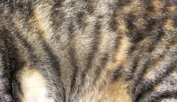 Cat fur pattern