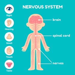 Nervous system, educational anatomy infographic  chart for kids.  Nerves, spinal cord, brain and the five senses. Simple cartoon style illustration.