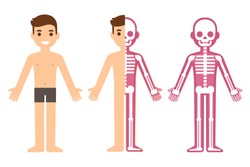 Cartoon male skeleton anatomy chart. Simple flat vector illustration of man and skeletal system cross section.