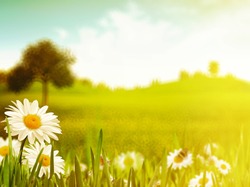 Bright summer afternoon. Natural backgrounds 