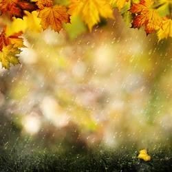 November rain. Beauty autumnal backgrounds with falling leaves for your design
