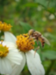 Defocused abstract background of bee sucking nectare
