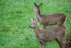 close up of two wild roe deer (Capreolus capreolus) on Salisbury Plain chalklands Wiltshire UK