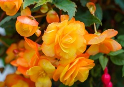 close up of a Begonia Illumination Apricot Shades x tuberhybrida flower in late autumn bloom