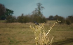 a rook (Corvus frugilegus) sat atop a yellow bark spindly winter bush