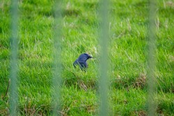 closeup of a jackdaw face and head (Corvus monedula) framed by obscure railings as it hunts for food in green grass
