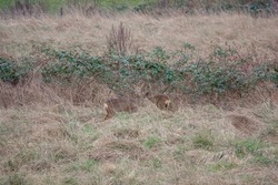 roe deer (Capreolus capreolus) feeding on Salisbury Plain chalklands Wiltshire UK