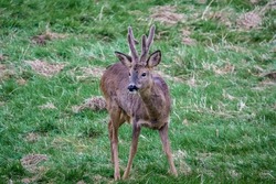 close up of a young stag wild roe deer (Capreolus capreolus) on Salisbury Plain chalklands Wiltshire UK