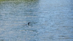 a cormorant (Phalacrocorax carbo) swimming along a lake surface 
