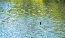a cormorant (Phalacrocorax carbo) swimming along a lake surface 