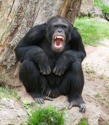 Angry Chimpanzee, Outdoor