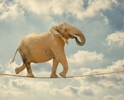 Elephant In Sky Walking On Rope