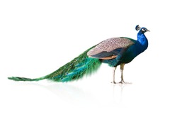 Beautiful Peacock Isolated On White Background