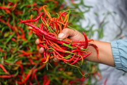 a bunch of fresh curly red chilies (Cabai Merah Keriting) on hand, harvested from fields by Indonesian local farmers. Selective focus of Hot chili pepper stock images. Agriculture background.
