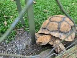 an old tortoise with a faded brown color and walking in the middle of the park during the day