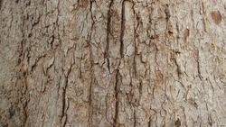 The rough surface background of poplar bark.