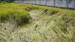 Rice plants fallen down due to strong wind hit the ripe or ready to harvest paddy field causing casualties to the farmer because of broken straws and hence more difficult to harvest