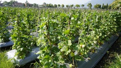Cantaloupe or honeydew melon (cucumis melo) farm with some visible fruit equiped with bamboo sticks for the vine and mulch plastic to control grass weed