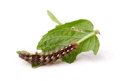 on a white background lies a leaf of green mint, which is eaten by the caterpillar of the butterfly Acronicta rumicis
