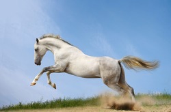 horse in nature and outside, white horse