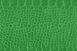 Green crocodile skin texture, snake as background. Scale texture.