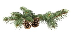 branch of fir-tree and cone on a white background closeup