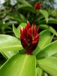 Beautiful of a Bud flower Cheilocostus speciosus , red and yellow color with green Background 