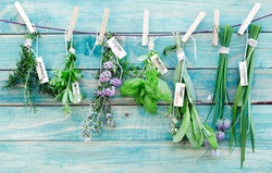 Assorted hanging Herbs on an old and vintage wooden blue background, for seasoning concept.