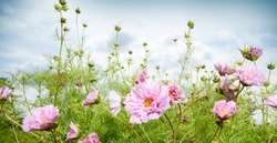 Spring or summer panorama banner with pretty delicate pink flowers growing in a meadow or garden under a cloudy blue sky in a low angle close up view