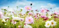 Pretty spring banner with pink and white flowers growing in a meadow under a cloudy blue sky in a low angle close up view