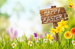 Joyful colorful spring background for a Happy easter with seasonal greeting handwritten on a rustic wooden sign board in spring countryside with fresh green grass and flowers, copy space above
