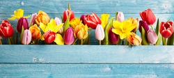 Colorful arrangement of fresh spring flowers with tulips and narcissus symbolic of the season in a gap between rustic blue wooden boards with copy space, panoramic banner or wide angle format