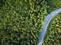 Aerial top view of summer green trees in forest with a splendid mountain river in Swiss Alps