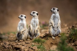 Watchful meerkats standing guard