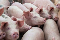 Livestock breeding. Group of pigs in farm yard.