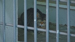 Scared Vigilant Stray Brindled Alley Cat Hiding Behind Metal Security Grating at Animal Control Service Facility
