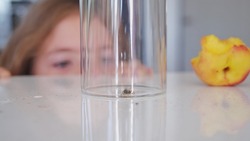 Curious Caucasian Kid Girl Observing Wasp Insect Trapped in Glass by Ripe Juicy Fruit