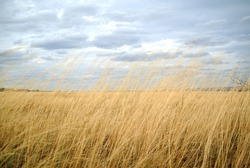 In the steppe, yellowed grass to the horizon and storm clouds