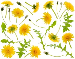 Many yellow dandelions and dandelions leaves at various angles isolated on white background