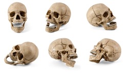 Six plastic human skulls with open jaws at various angles isolated on white background