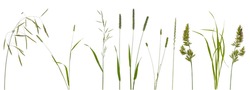 Few stalks and inflorescences of various meadow grass at various angles isolated on white background