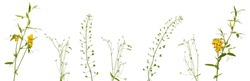 Few stems of various meadow grass and flowers isolated on white background